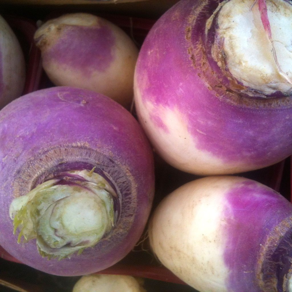navet turnip